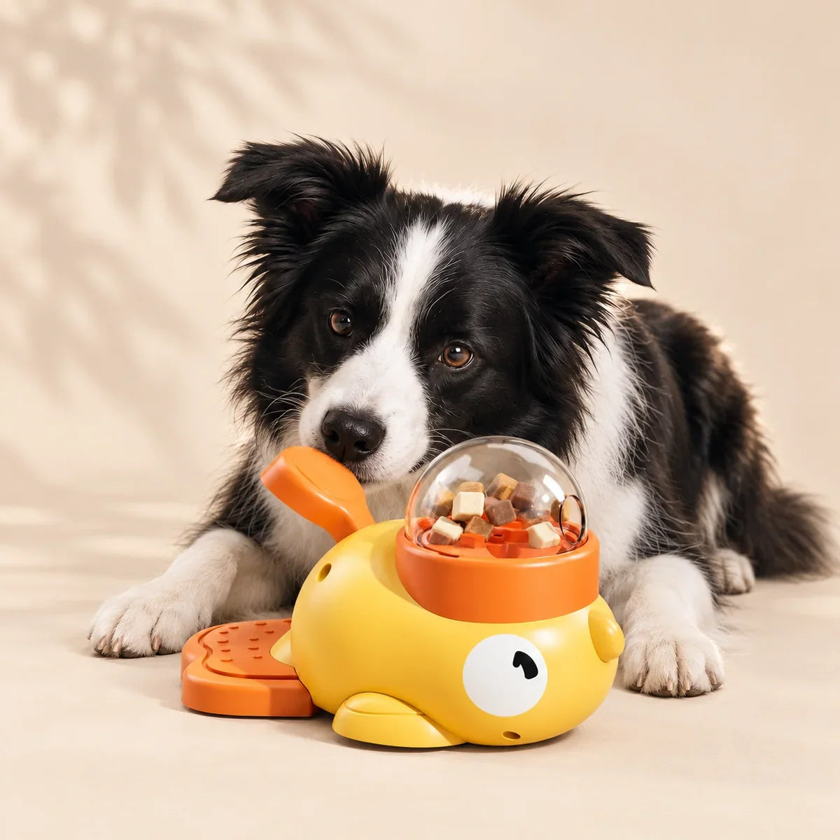 A Border Collie with the Duck Puzzle Feeder for Playful Mealtimes