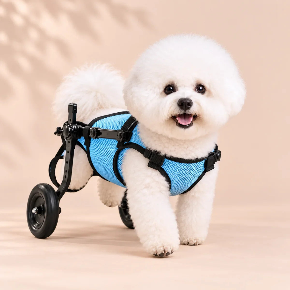 A Bichon Frise with the JoyStride Dog Wheelchair for Small & Medium Breeds