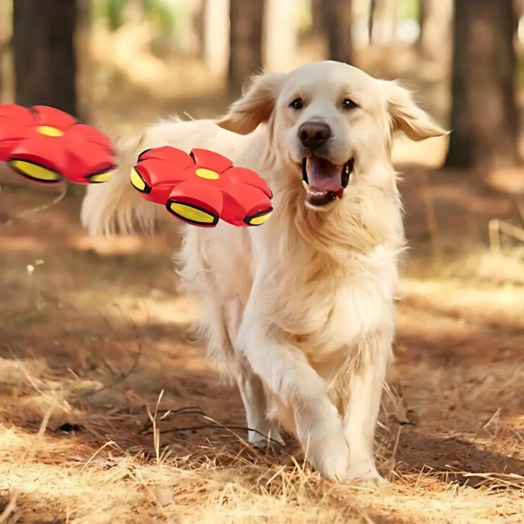 Interactive Flying UFO Saucer Ball: Transforming Pet Frisbee - -Viva Essence Pet