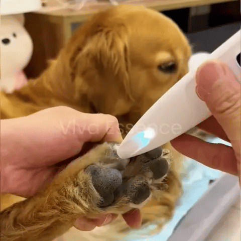 Fear-Free Paw Touch-Ups