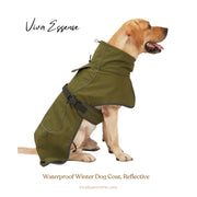 A golden retriever wears a red waterproof dog coat for winter, ensuring visibility and warmth on walks - vivaessencepet