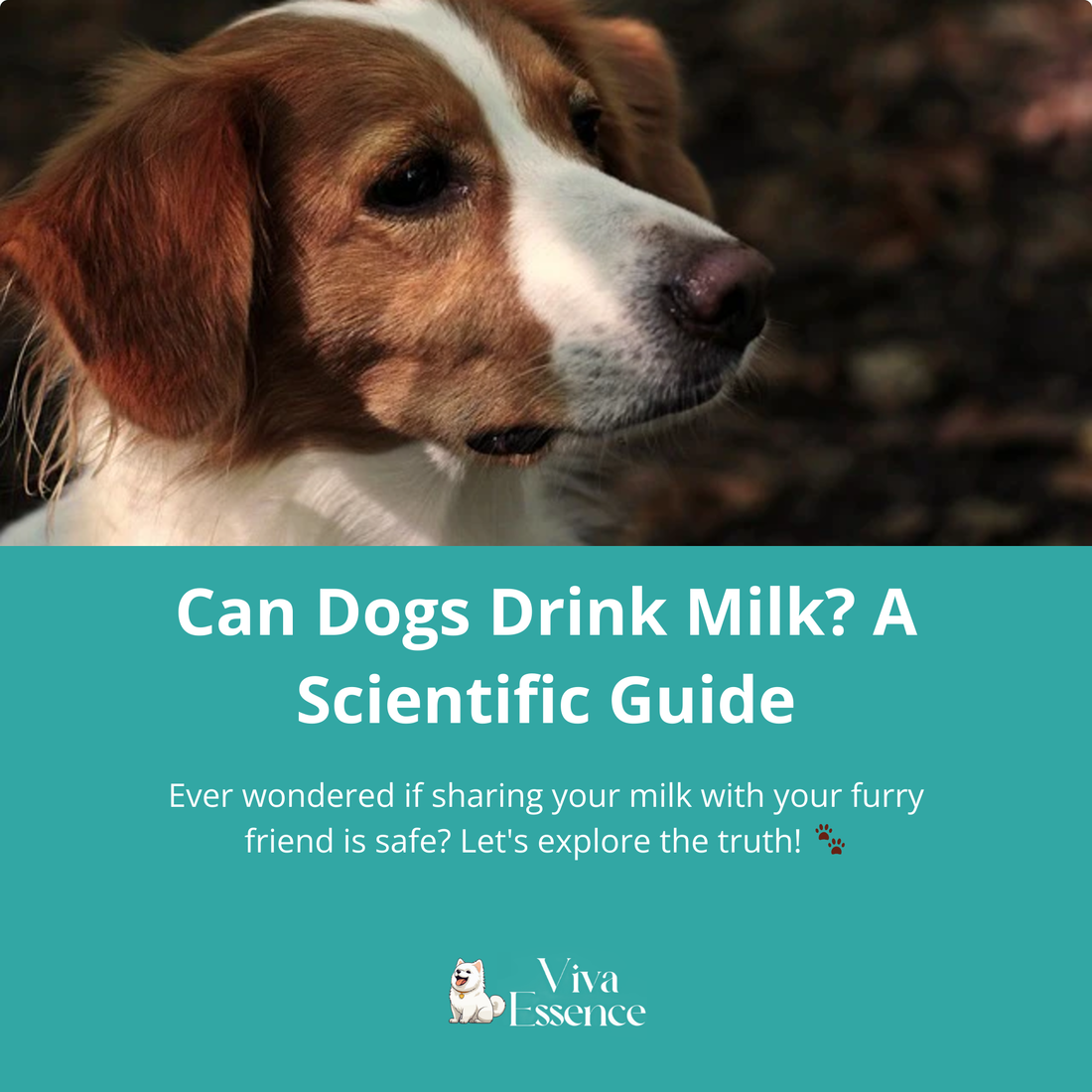 Brown and white dog resting above a milk safety guide title card