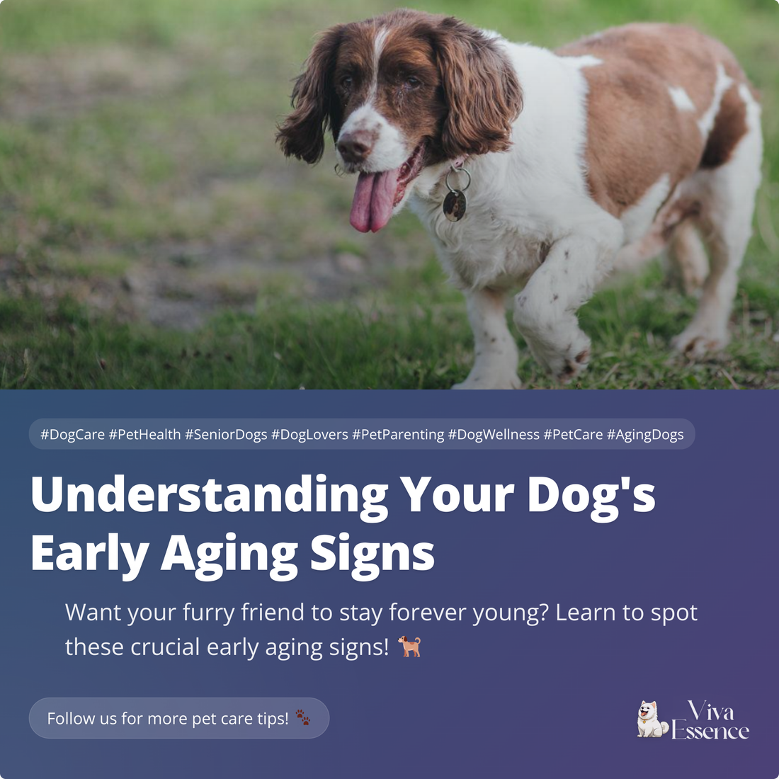 Understanding Your Dog's Early Aging Signs