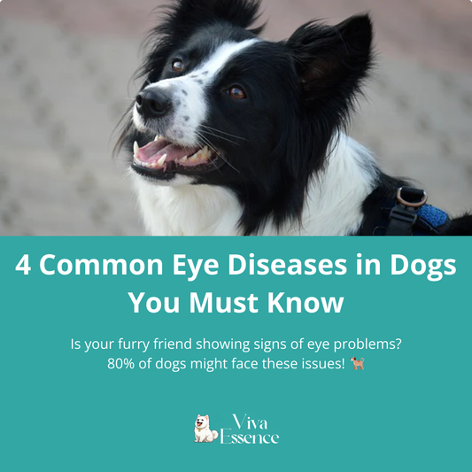 4 Common Eye Diseases in Dogs You Must Know