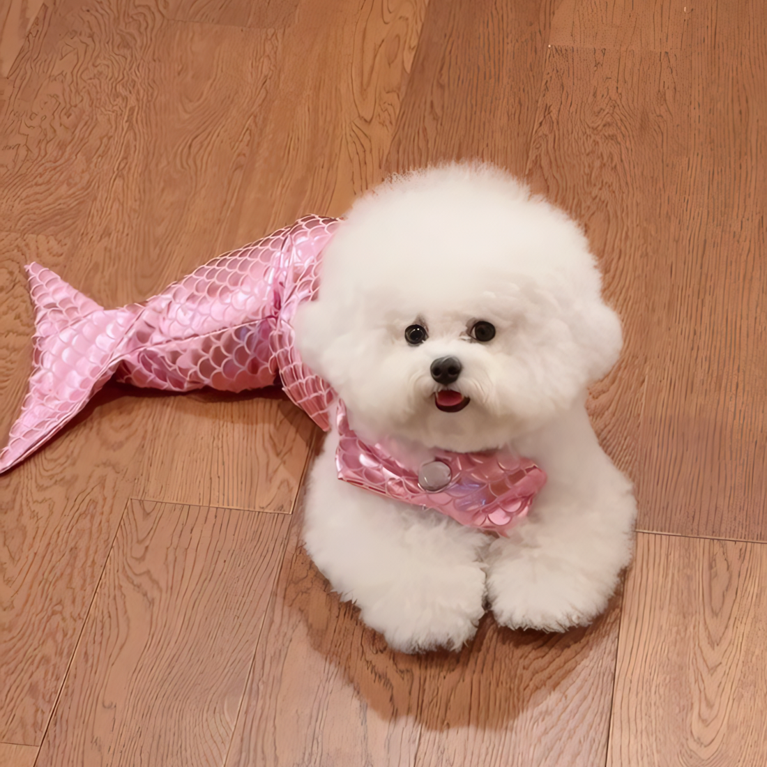 Mermaid Dogs?