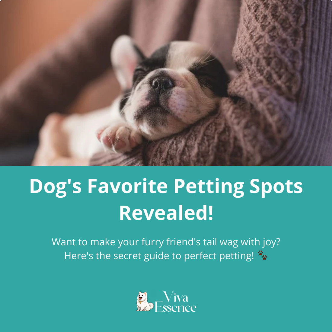 Dog's Favorite Petting Spots Revealed!