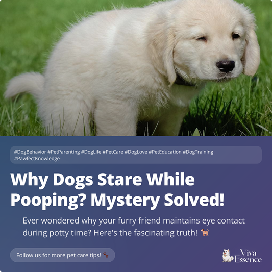 Why Dogs Stare While Pooping? Mystery Solved!