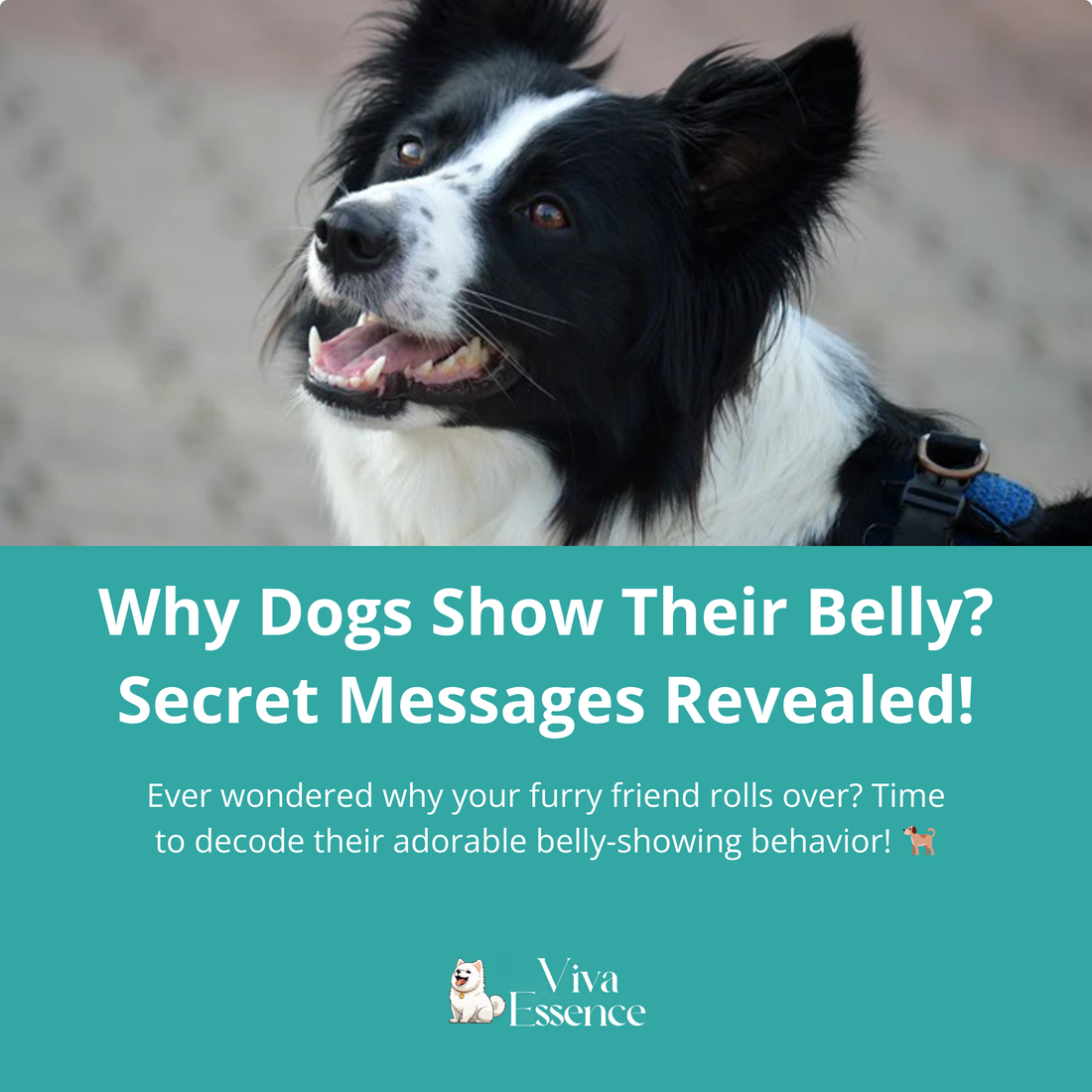 Why Dogs Show Their Belly? Secret Messages Revealed!