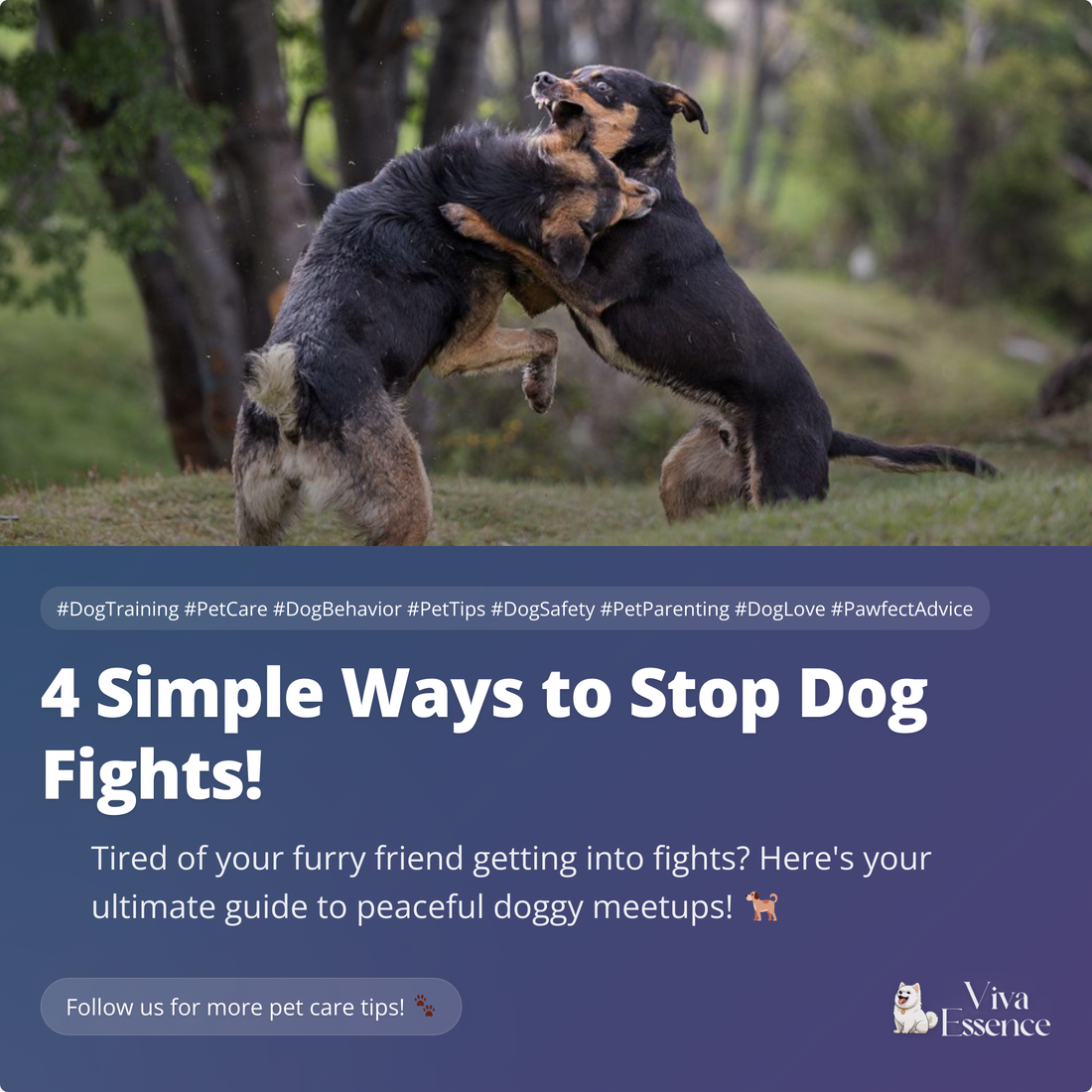 4 Simple Ways to Stop Dog Fights!