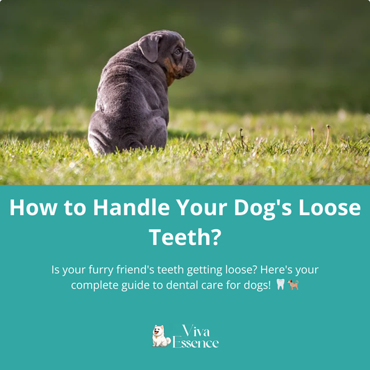 How to Handle Your Dog's Loose Teeth?