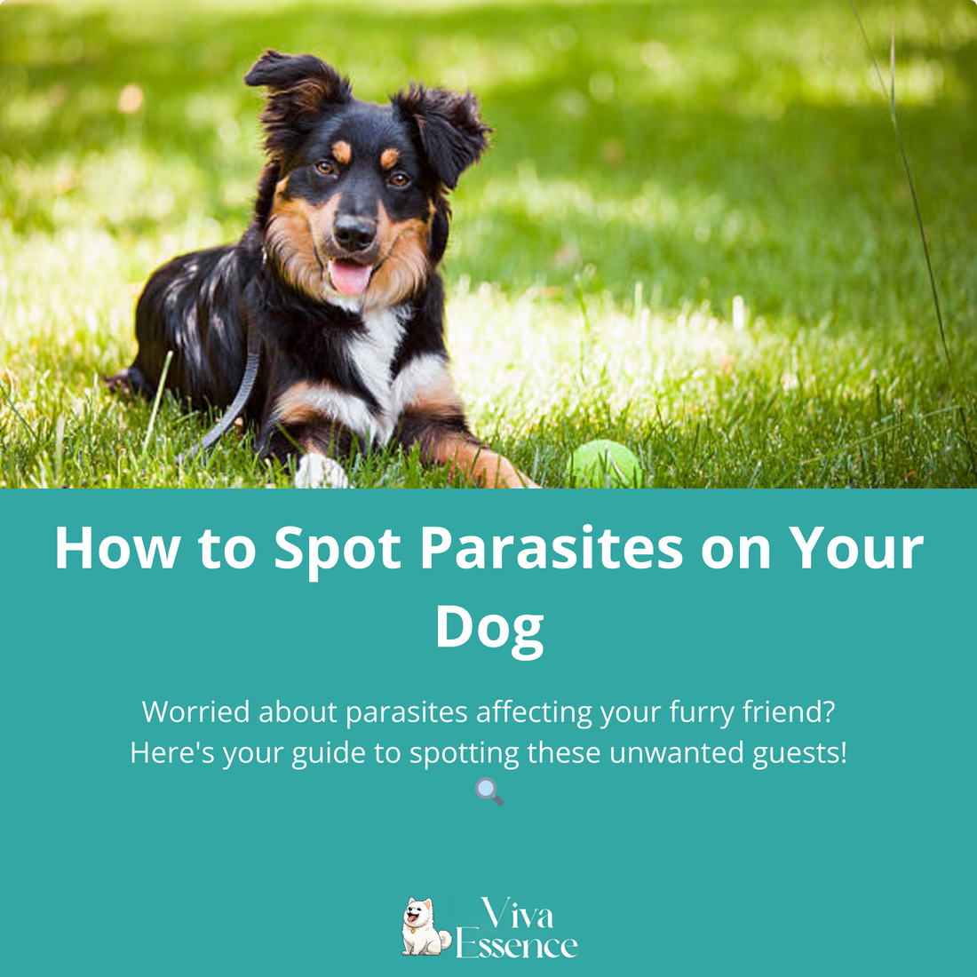 How to Spot Parasites on Your Dog