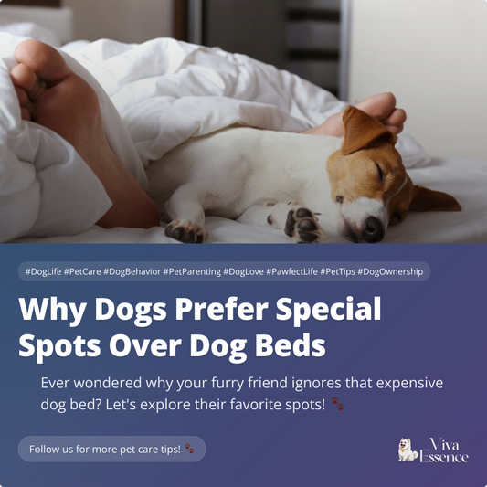 Why Dogs Prefer Special Spots Over Dog Beds