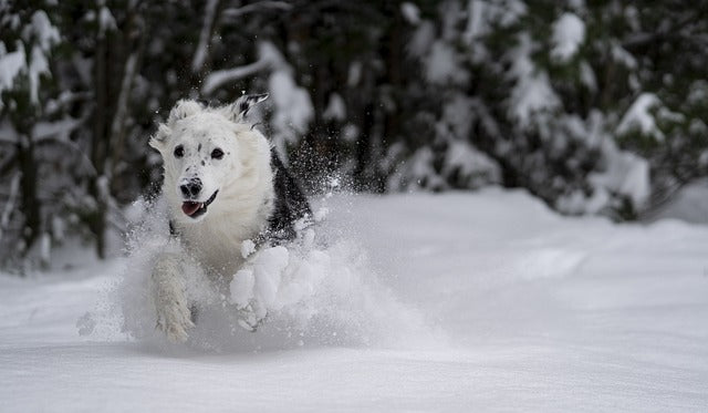 7 leuke winteractiviteiten voor honden in 2025