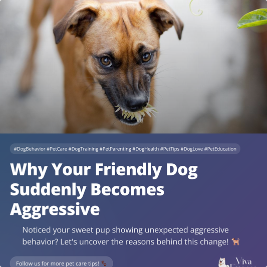 Why Your Friendly Dog Suddenly Becomes Aggressive