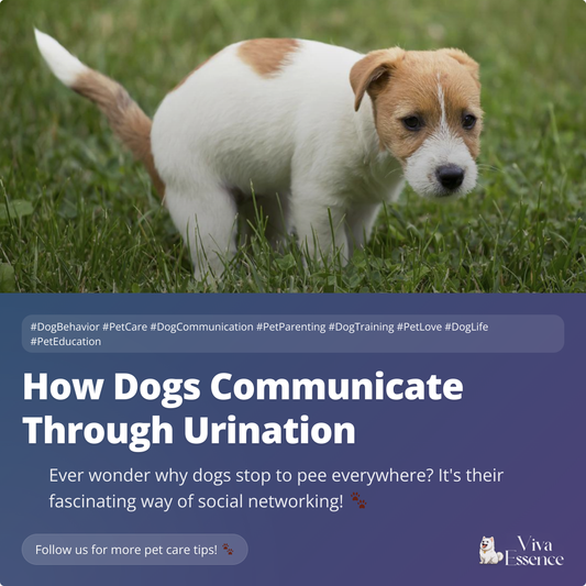 How Dogs Communicate Through Urination