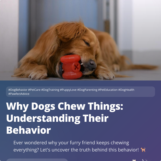 Why Dogs Chew Things: Understanding Their Behavior