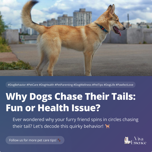 Why Dogs Chase Their Tails: Fun or Health Issue?