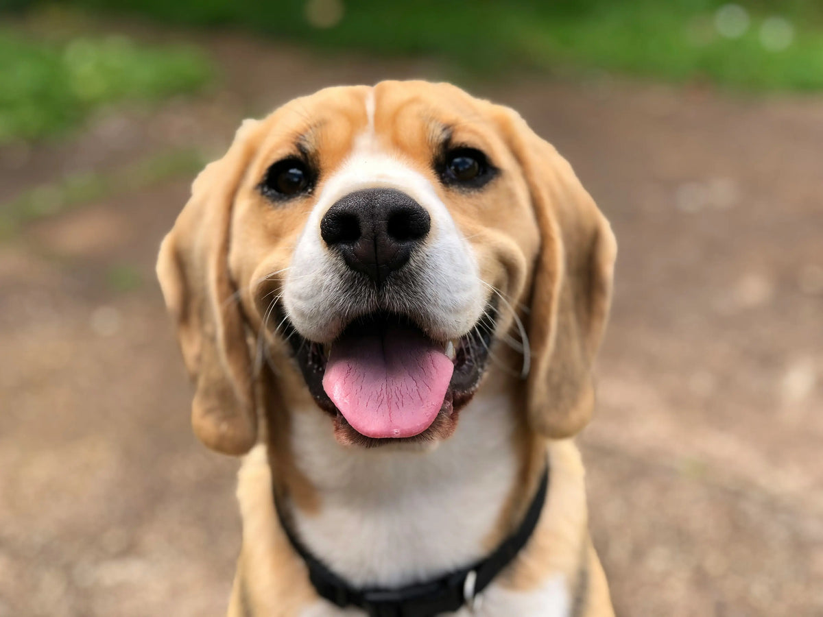 Capire le esigenze alimentari del Beagle