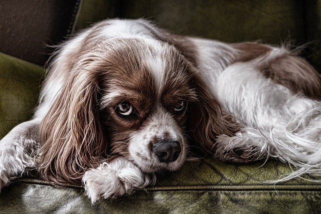 Brown-and-white dog resting on a green sofa