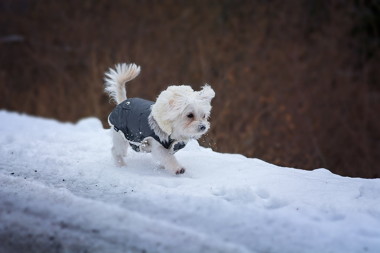 Die besten kuscheligen Hundepullover für den Winter 2025