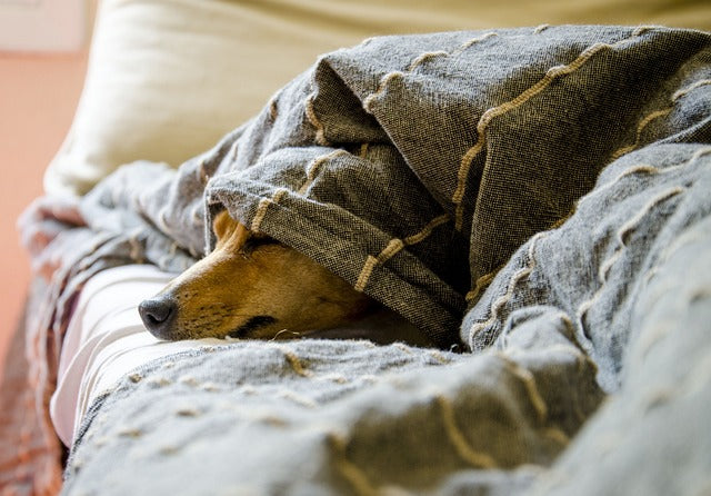 Small brown dog resting under a gray blanket on a sofa