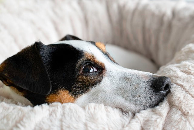 Small tri-color dog resting on a soft blanket