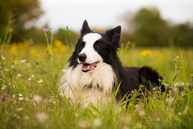 Black-and-white dog resting in a meadow