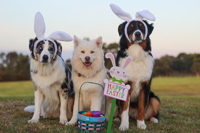 Three dogs sitting outdoors beside an Easter basket and sign