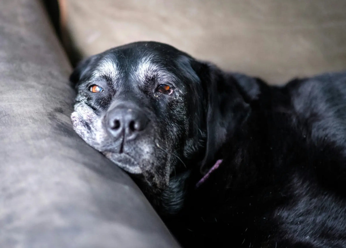 目の見えない犬のお世話方法：知っておきたい安全対策