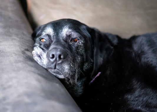 Caring for Blind Dogs: Tips for Safety and Happiness