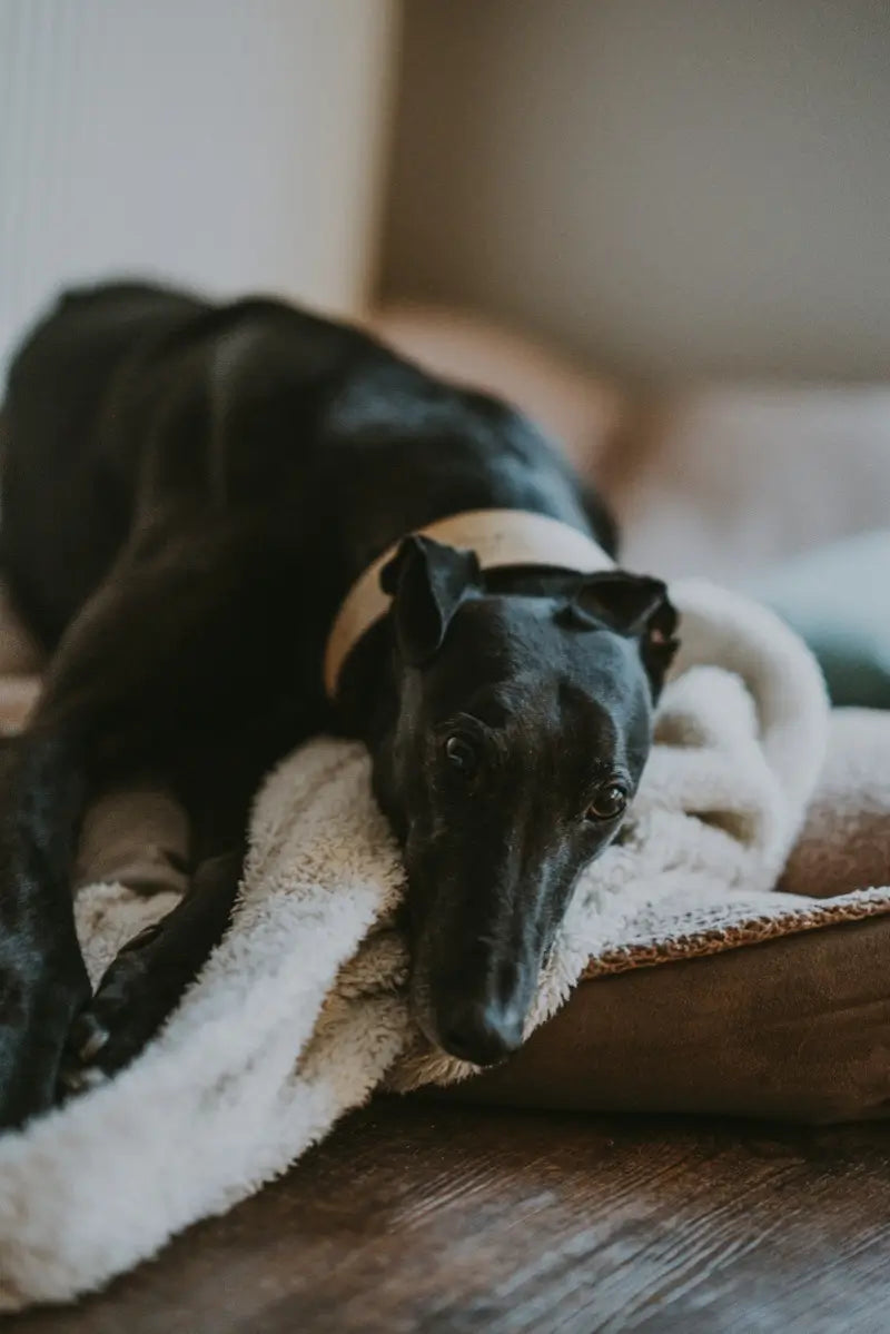 Black dog lying on a white plush pet bed beside a gray cushion