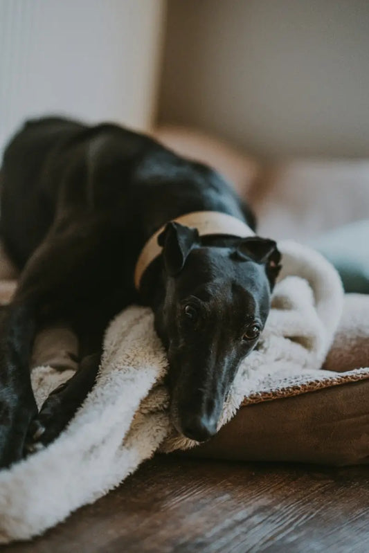 Cane nero sdraiato su una cuccia bianca in peluche, accanto a un cuscino grigio