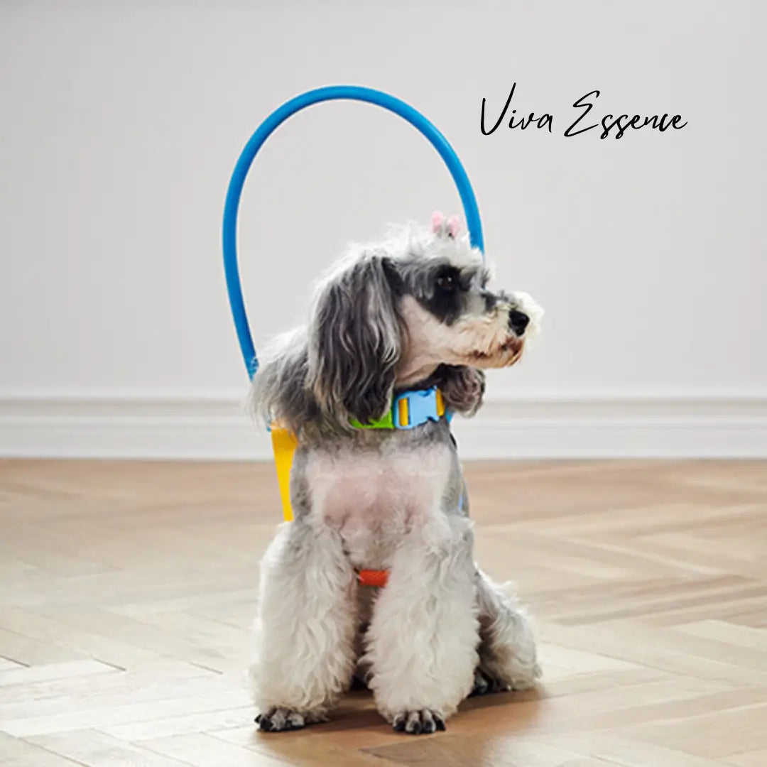 Blind Dog Halo on Stairs? Safer Limits and Alternatives