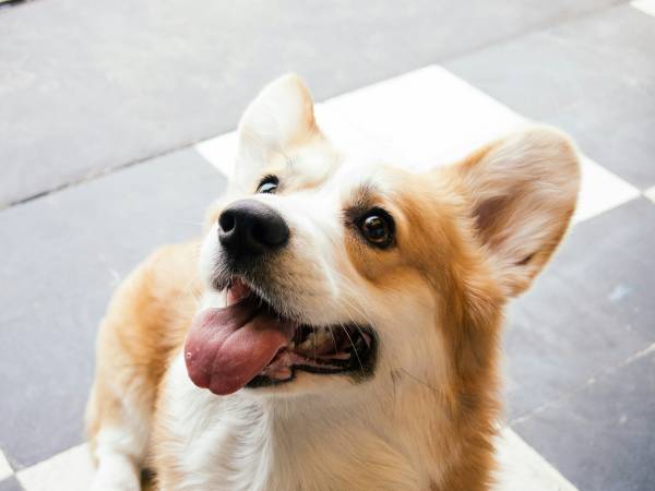 Lebenserwartung von Corgis: die goldenen Jahre bestmöglich gestalten