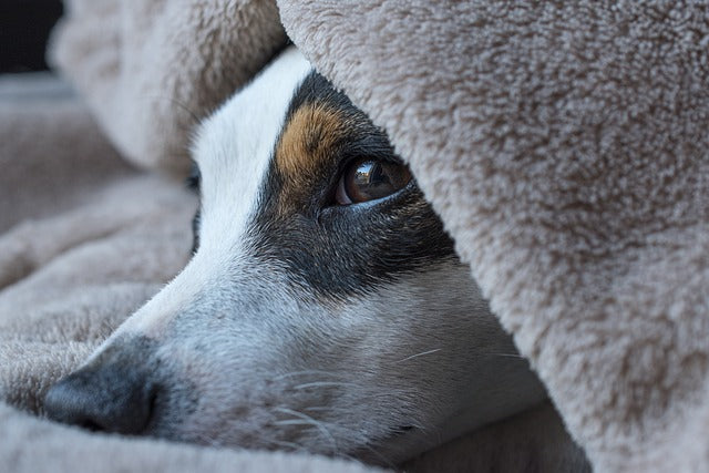 Perro blanco y negro descansando bajo una manta gris