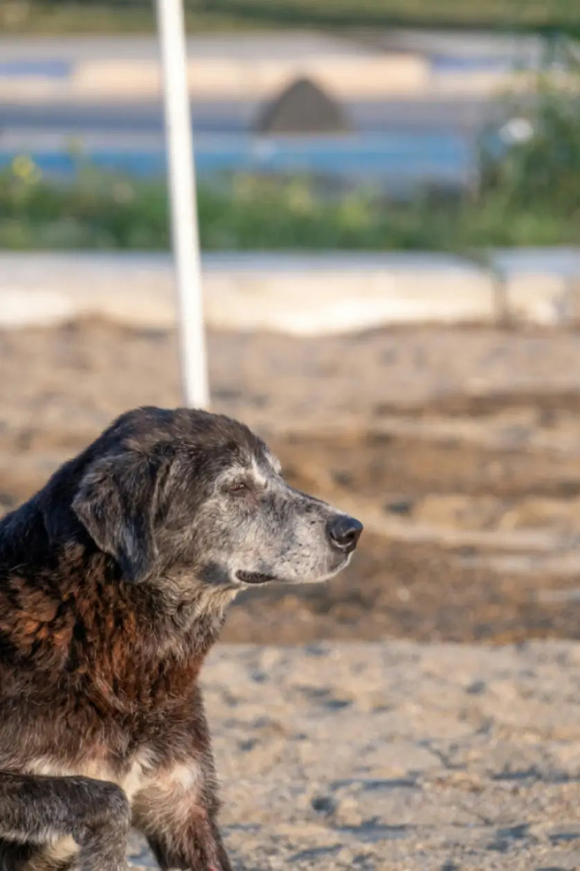 Creare spazi accessibili per cani ciechi