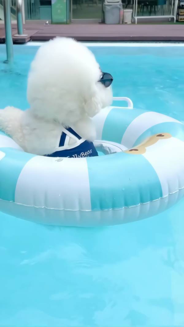 Zo maak je thuis zelf een leuk hondenwaterpark