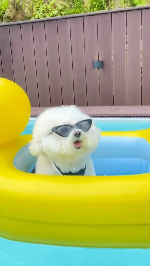 Principales razones por las que los parques acuáticos para perros son perfectos para el verano