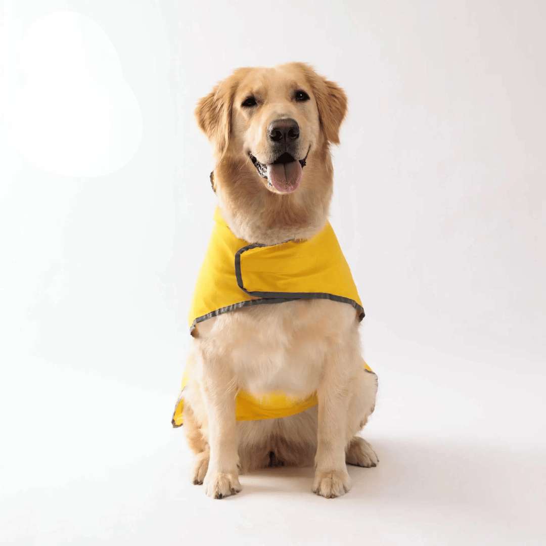 Ajuste perfeito: como tirar as medidas do seu cão para uma capa de chuva