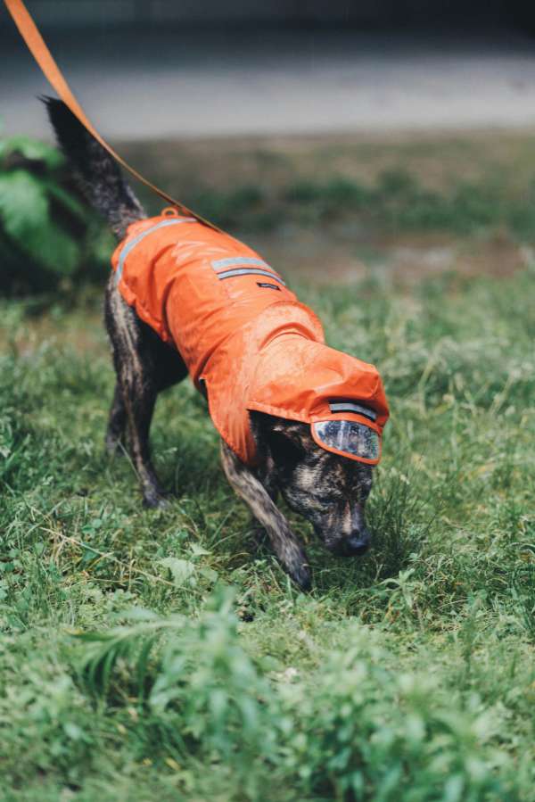 Benefícios das capas de chuva para cães: mantenha o seu cão seco e seguro