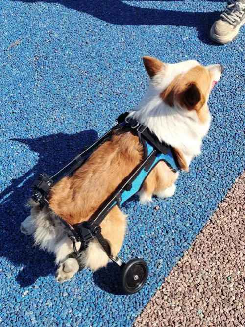 De kleine helpers: de juiste rolstoel kiezen voor kleine honden