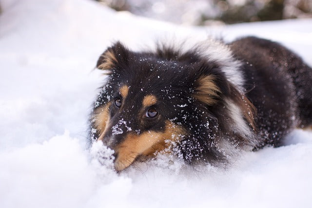Winterverzorging voor honden: tips voor vacht, huid en poten in 2025