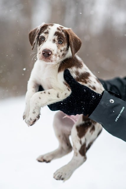Tips om zelf je hondenhok te isoleren voor de winter