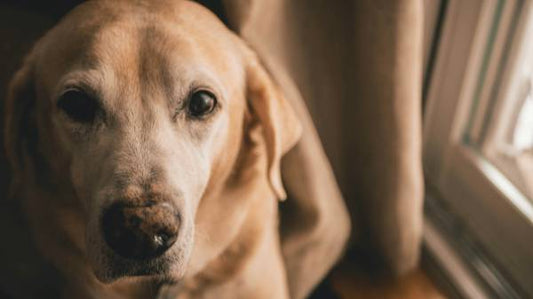 Enhancing the Lifespan of Labrador Retrievers