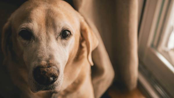 Como prolongar a esperança de vida dos Labradores
