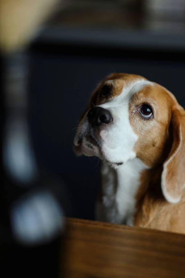 Viktiga skötselråd för din beagle