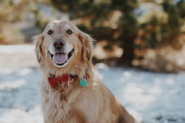 Belangrijke informatie voor baasjes van golden retrievers