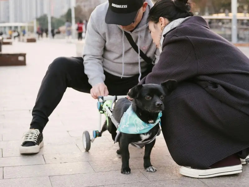 Small black dog supported by a rear-wheel wheelchair while two people adjust the fit outdoors