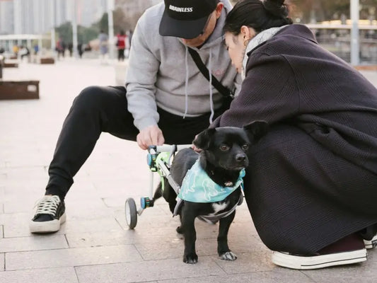 Small black dog supported by a rear-wheel wheelchair while two people adjust the fit outdoors
