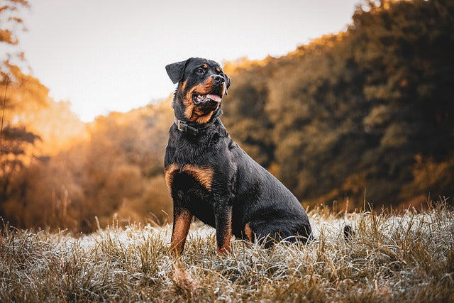 Black-and-tan dog sitting in a grassy field